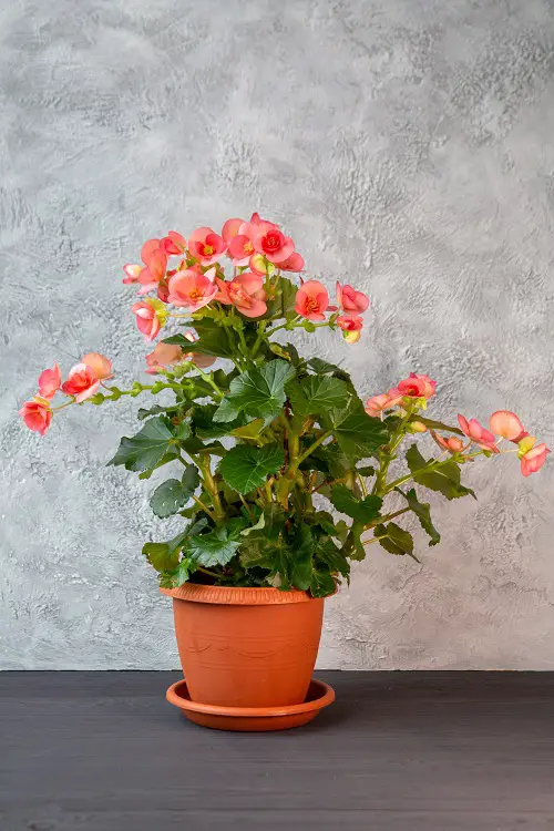 Gorgeous Images of Pink Begonias to Motivate You to Grow the Plant!