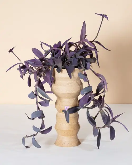 Plant Cuttings for Interior Vases That Look Good