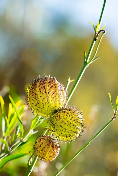 Adult Plants That Seem to Be Straight Out of the Sexy Film Industry