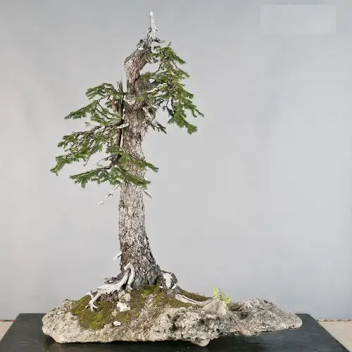 Norway Spruce Bonsai Art Pictures 18