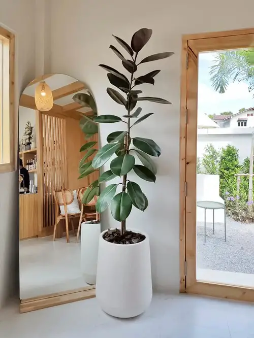 beautiful Ideas for Tall Plants in Living Room Corners
