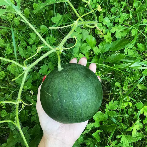 top best Watermelons of Various Types That You Can Grow