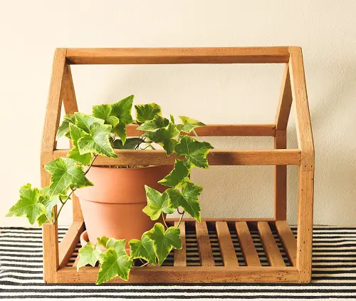 best Trailing Houseplants