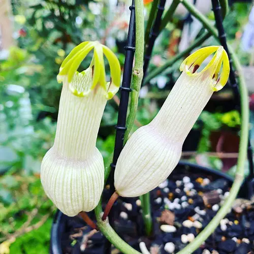 beautiful Adult Plants That Seem to Be Straight Out of the Sexy Film Industry