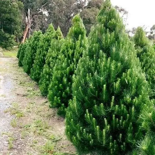 wonderful outdoor Christmas plants