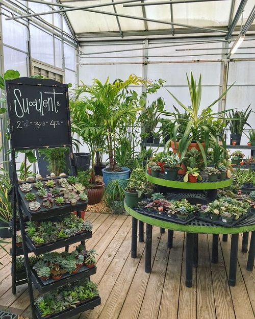 Greenhouse Shelving Ideas Greenhouse For Succulents and Other Plants