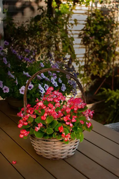 Images of Pink Begonias to Motivate You to Grow the Plant!