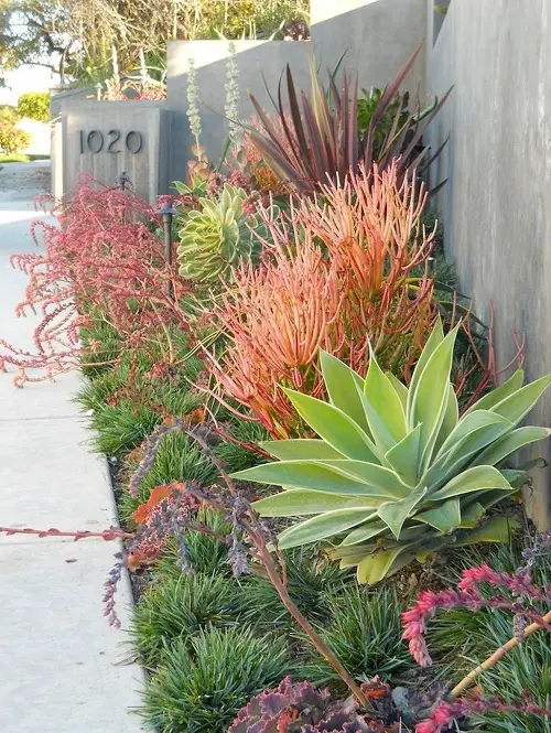 Side Yard Desert Landscaping A Colorful Succulents and Cacti Landscape