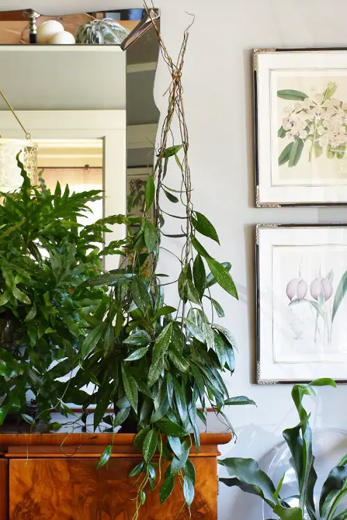 Indoor Plant Stake Ideas Stake of Dried Branches