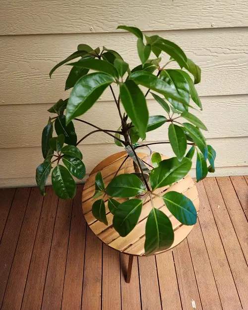 best Plant Cuttings for Interior Vases That Look Good