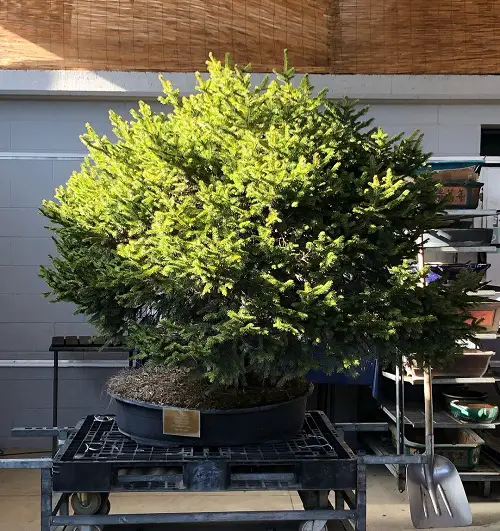 Norway Spruce Bonsai with Dense Foliage image