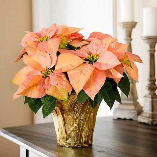 Images of Poinsettias in Various Colours