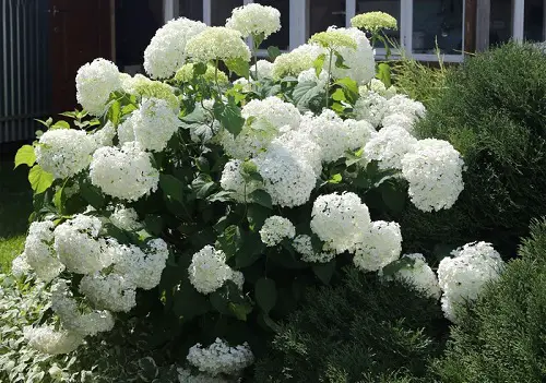 best Stunning Annabelle Flowers Pictures
