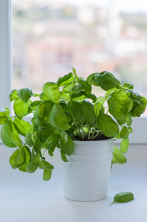 16 Best Herbs For Windowsill Gardening Indoor Garden Web