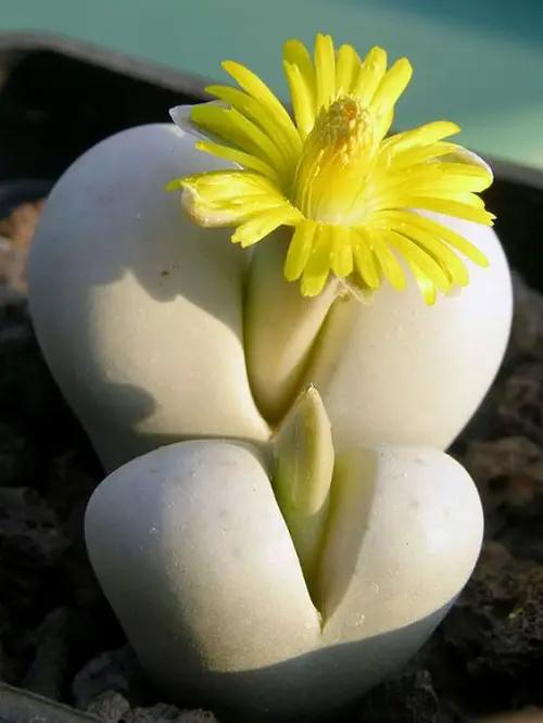 best Adult Plants That Look Like They Come Straight Out of Porn World