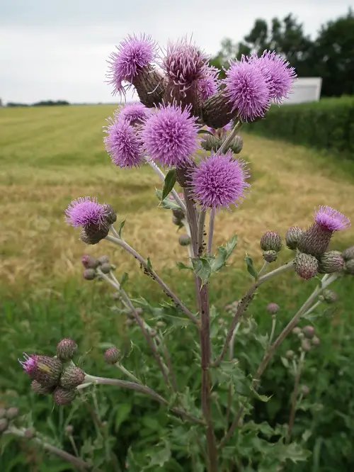 best Non-Native Weeds with Thistle