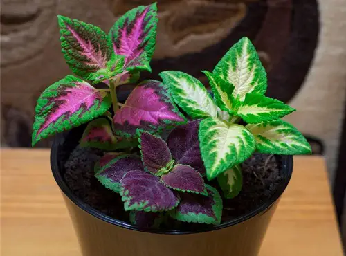 best Colorful Foliage Houseplants