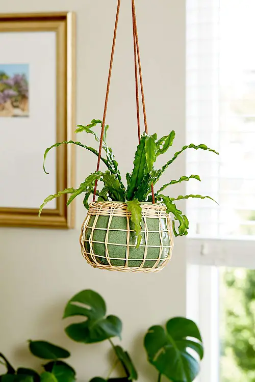 best Types of Plants You Can Use as Houseplants