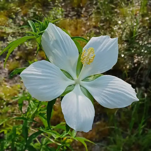 Propagating Texas Star Hibiscus from Cuttings