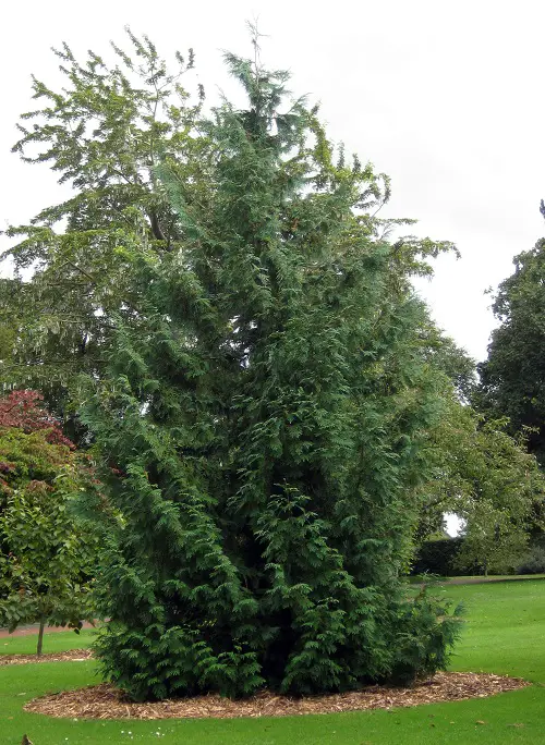 Different Types of Arborvitae Varieties for Privacy