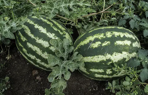 Different Types of Watermelons You Can Grow