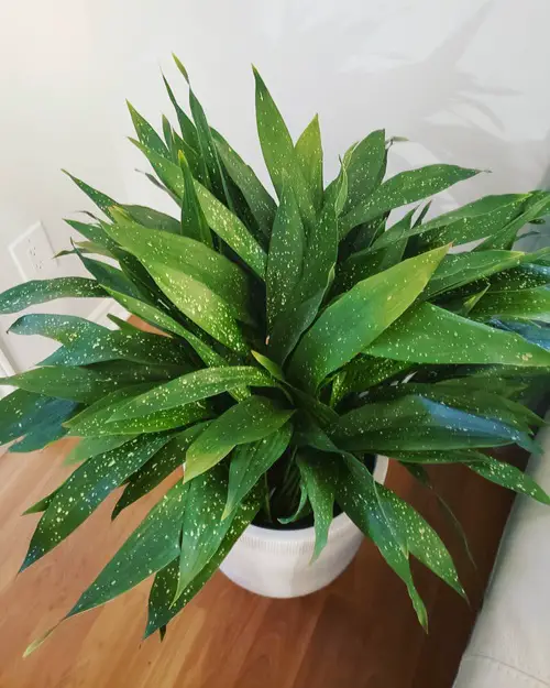 Stunning Types of Cast Iron Plant Pictures