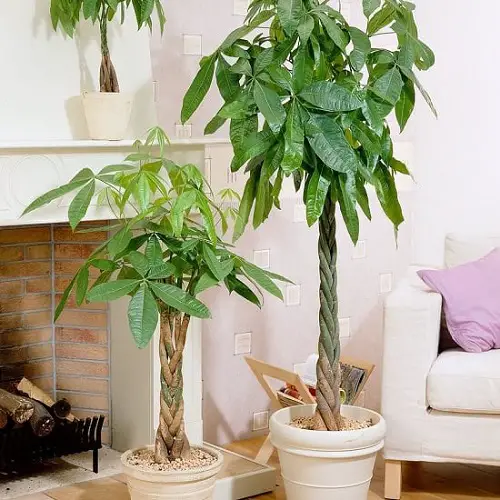 top Plants that Attract Money and Bring Fortune to Home