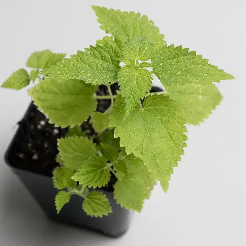 Best Herbs that Attract Money  2