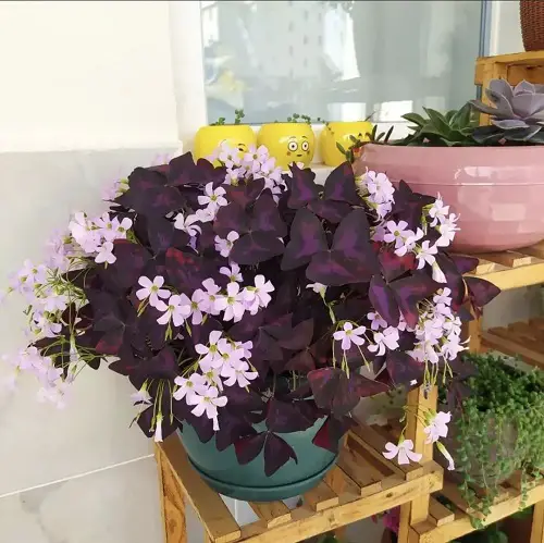 top Winter Houseplants