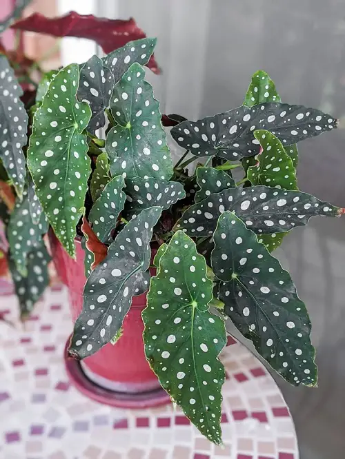 best Eye Catching Polka Dot Print Houseplants