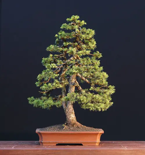 A Tall Norway Spruce Bonsai