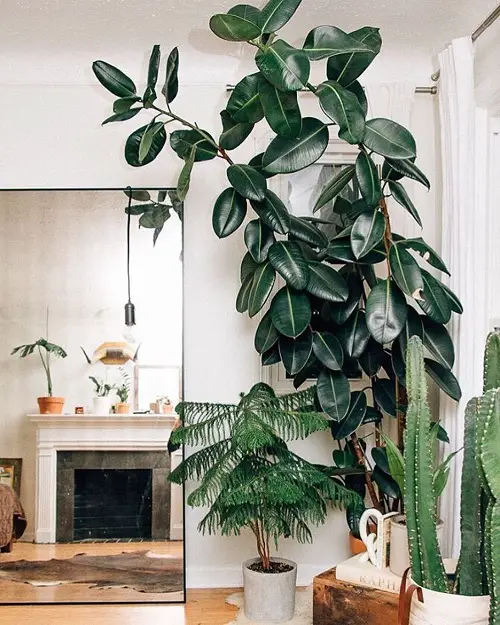 Ideas for Tall Plants in Living Room Corners