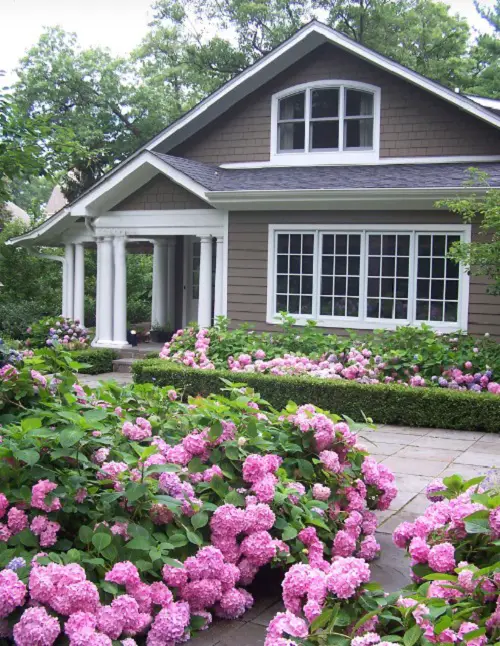 Flowerbed of Hydrangeas in front of house