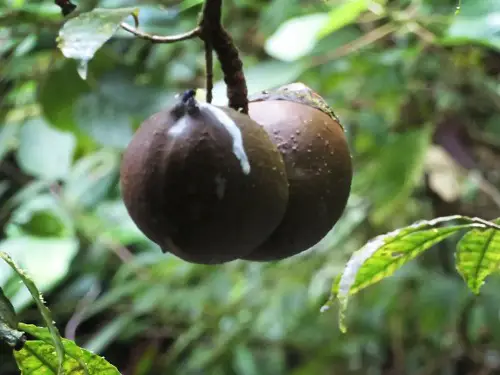 Adult Plants That Seem to Be Straight Out of the Sexy Film
