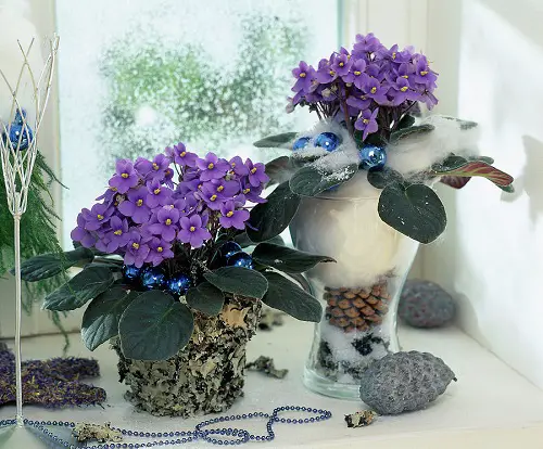 Blue Flowering Houseplants 1