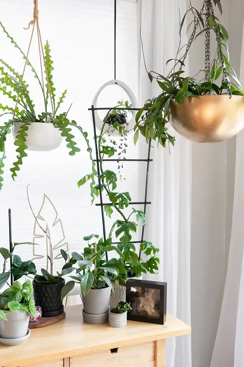 Bamboo Stake Frame