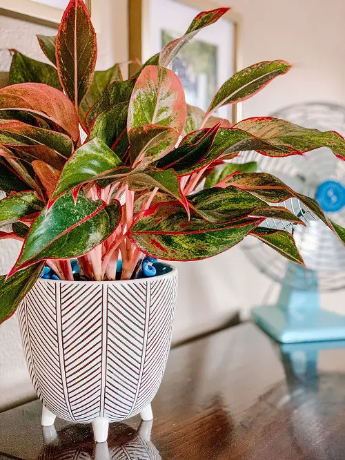 best indoor Plant Cuttings for Interior Vases That Look Good