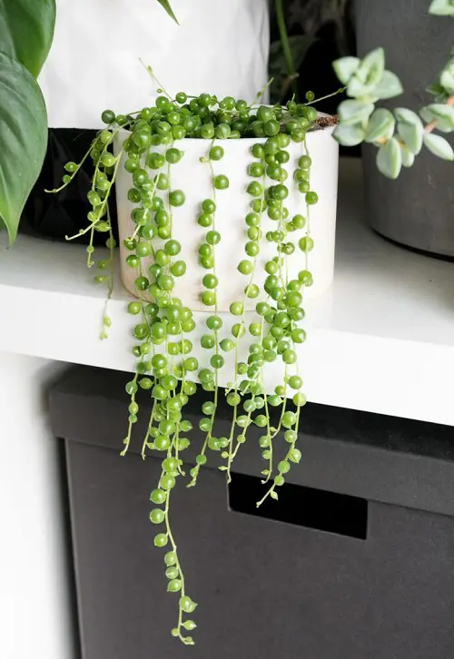 beautiful Trailing Houseplants