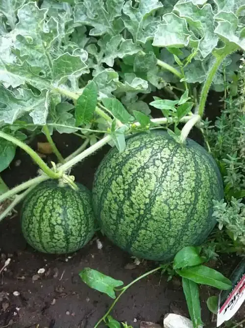 lovely Watermelons of Various Types That You Can Grow
