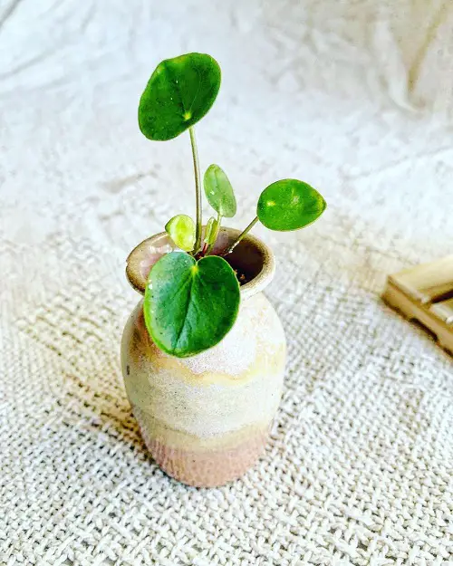 Plant Cuttings for Interior Vases That Look Good
