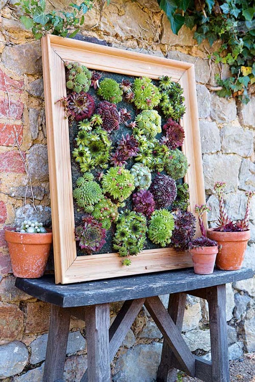 Display Succulents in Style in back yard