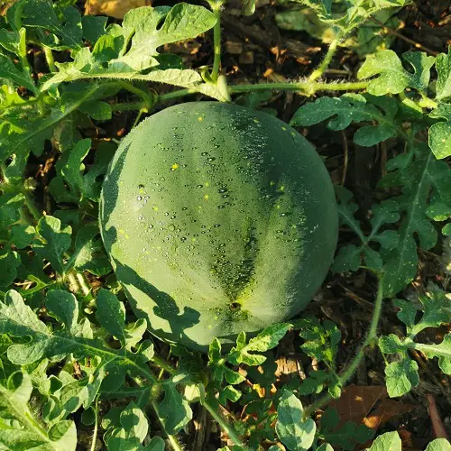 Watermelons of Various Types That You Can plant