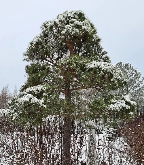 beautiful wonderful outdoor Christmas plants