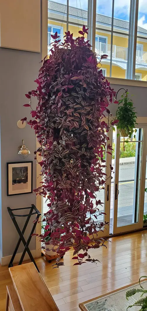 beautiful Trailing Houseplants