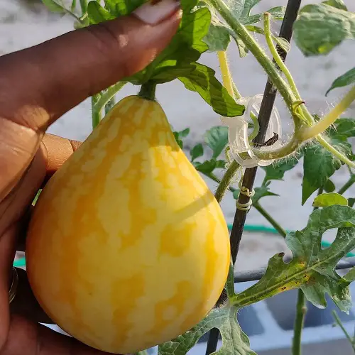best Watermelons of Various Types That You Can plant