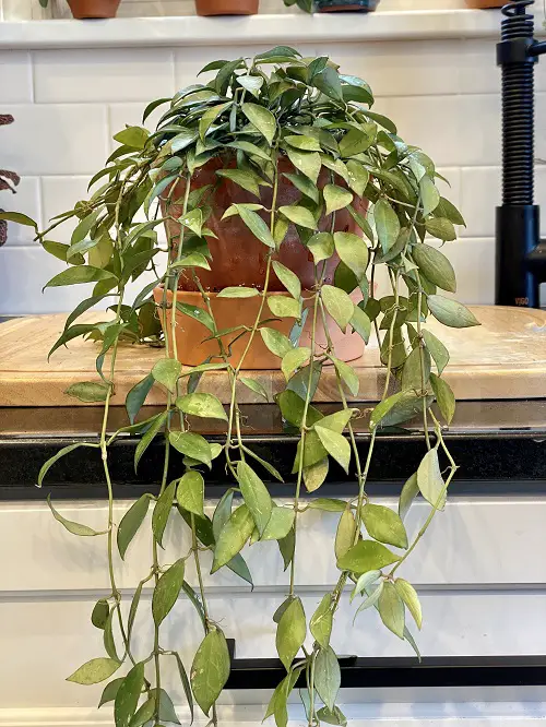 top Trailing Houseplants