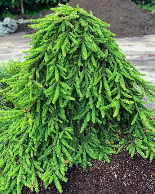 Outdoor Christmas Plants in garden