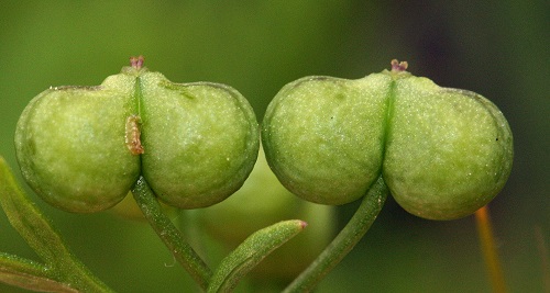 top Adult Plants That Look Like They Come Straight Out of Porn World