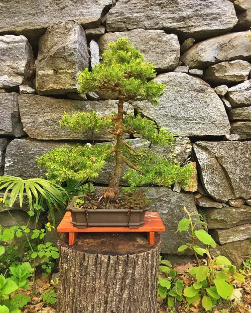 Norway Spruce Bonsai on Tree Stump pituce