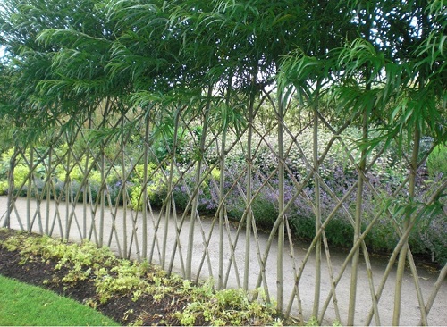 Make a Living Fence in back yard